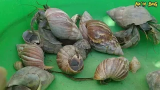 hermit crab, mencari dan menemukan kelomang besar dan kecil-kecil, Umang-Umang besar, Umang besar