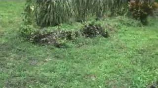 Giant (?) grave in Kakara, Malaita, Solomon Islands