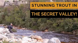 Fly Fishing BEAUTIFUL Trout in Secret Valley (Western Cape)