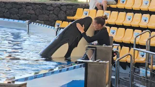 Adán & María 💖 Loro Parque, OrcaOcean, 18.02.2024