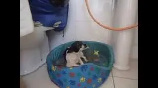 Cachorra dedura a dona na cara dura.