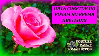 ПЯТЬ советов как выращивать РОЗЫ во время цветения в июле. Уход за розами во время цветения.