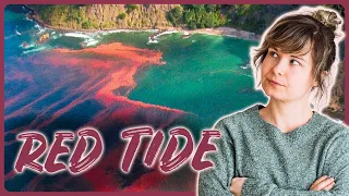 Meine Meinung zu "Red-Tide" und den Muscheln bei 7 vs. Wild