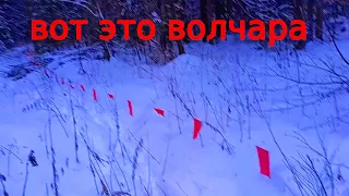 Охота на волка флажками.В окладе два волка.Хорошая охота