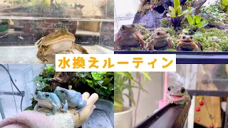 Here is the daily water change routine for the frogs.