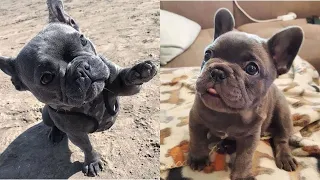 Funny French Bulldog Compilation | Cute Frenchies | Adorable Puppies and Dogs