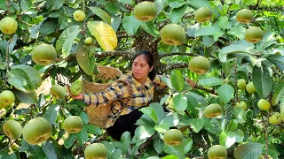 Harvesting Sour Ear Fruits Goes to the Market to sell - Gardening - Plant care | Tran Thi Huong