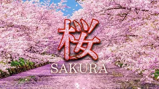 🌸 【SAKURA 】🌸 Cerezos en JAPÓN 🎌 Esperanza e ilusión 🔸 桜 ～希望の空へ～