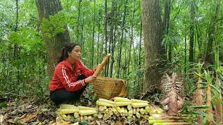 My daily life. Harvesting Bamboo Shoots & Jungle Vegetable Go market sell / Triệu Thị Xuân