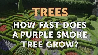 How Fast Does a Purple Smoke Tree Grow?