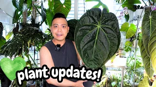 all my plants are growing yay! 😃 plant updates & my favourite plants 💚