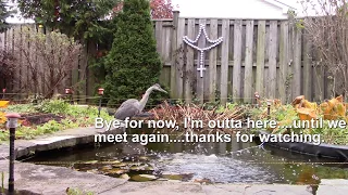 Great Blue Heron vs Electric Fencing