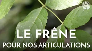 Le frêne, pour nos articulations