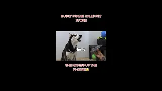 Husky Prank Calls Pet Store 😆😄😆