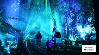 Enchanted Forest of Light