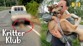 Truck Dragged Dog, Trainer Helps Him Overcome Trauma l Kritter Klub