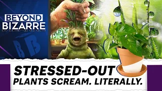 Beyond Bizarre | Plants Scream and Cry When They are Stressed | Why Can't we Hear Plants Cry?