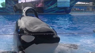 One Ocean (Front row with Tilikum) Aug.13, 2015 - SeaWorld Orlando