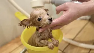 Small puppy grooming for the first time at 3 months