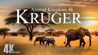Wildlife Wonderland 4k / Exploring Kruger National Park's Animal Kingdom 4k