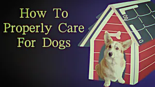 How To Properly Care For Dogs | Analog Horror