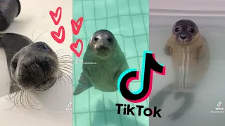 Cute&Chonky Seals Compilation Part 2  ~  [TikTok 2021] 🦭