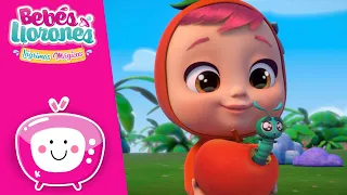 🐛 EL PEQUEÑO GUSANO 🐛 TUTTI FRUTTI 🍉 BEBÉS LLORONES 💧 LÁGRIMAS MÁGICAS 💕 DIBUJOS ANIMADOS en ESPAÑOL