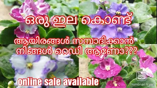 9497620530 African violet care //flowering tips #Amazingflower #leafpropagation #onlinesellers