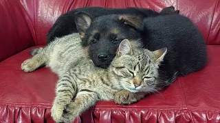 Adorable German shepherd puppies makes friend New Kittens (Cuteness Overload)