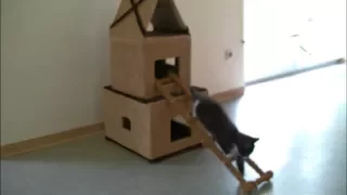 Домик для Кошки из картона// домик для кошки своими руками