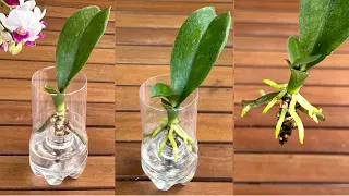 This Magical Way Makes an Orchid Instantly Revive Roots and Young Leaves