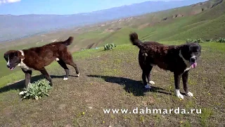 Гиссарские овцы и аборигенные САО Таджикистана, отара Айюба и Зафара, апрель 2020