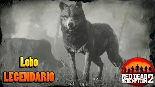 Lobo legendario - Guia caza Red Dead Redemption 2