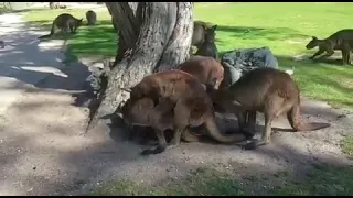 Close Kangaroo mating - Melbourne trip