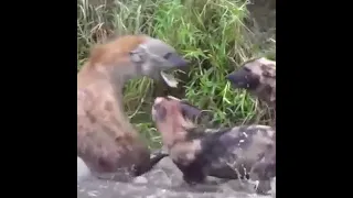 Hyena vs Wild Dogs