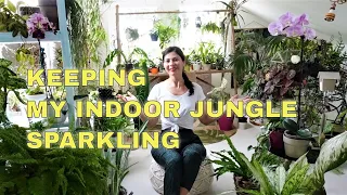 Plant Room Tour and Window Cleaning Routine | Keeping My Indoor Jungle Sparkling!