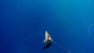 דייג בצלילה חופשית - אירדיות - 04.11.16 - Spearfishing Israel - Mottled Groupers