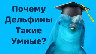 ТАК ВОТ ПОЧЕМУ УЧЕНЫЕ СЧИТАЮТ ДЕЛЬФИНОВ УМНЫМИ