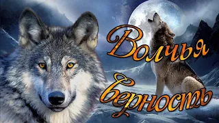 Красивое видео, душевное стихотворение о преданности и верности волков.  Стих Волчья верность.