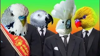Chatter of Parrots - #CoffinDance Meme (Astronomia Cover)