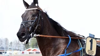 2016 International Trot - On Track Piraten -