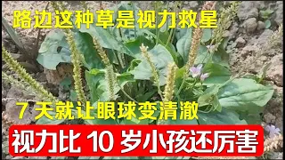 老了害怕被白内障、老花眼缠上？路边这种草是视力救星，7天就让眼球变清澈，再小的字都能看清，视力比10岁小孩还厉害！【本草养生大智慧】