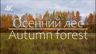 [4K]Осенний лес/Autumn forest/4K Ultra HD