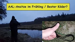 Aale im Frühling / Bester Köder? [Challenge mit "Angeln von A-Z"]