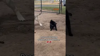 Recon cat training compilation-all four puppies👀🥊 Livestock guardian dog Judge & border collies.