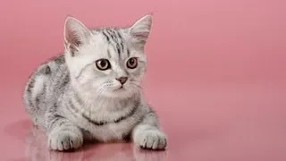 Funny Cats! (2013) Funny Cat Videos