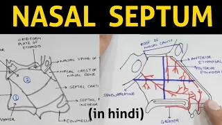 Nasal Septum (in hindi) | Head & Neck
