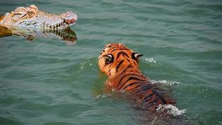 Top 10 Animals That Can Defeat A Tiger Easily - tiger vs lion - Animals Real Fights