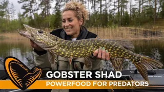 Gobster Shad - Powerfood for Predators - With Sean Wit and a special guest