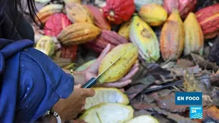 El pueblo Asháninka de Perú gana autonomía a través del cultivo del cacao